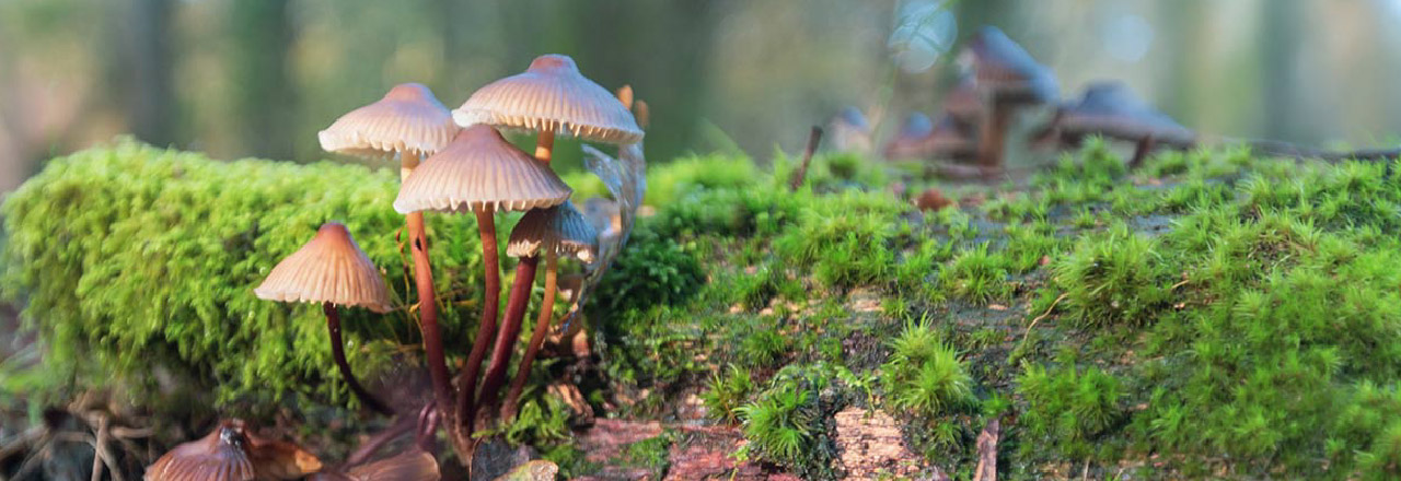 Small mushrooms growing on a moss-covered tree trunk in the forest.